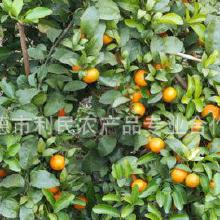 柑橘市场全解析 从产地价格、批发渠道到厂家合作